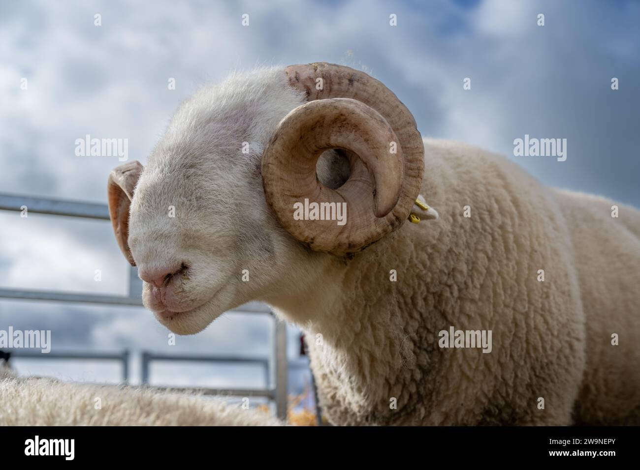 Mit White Faced Woodland Widder bei der Westmorland County Show in Cumbria, Großbritannien. Stockfoto