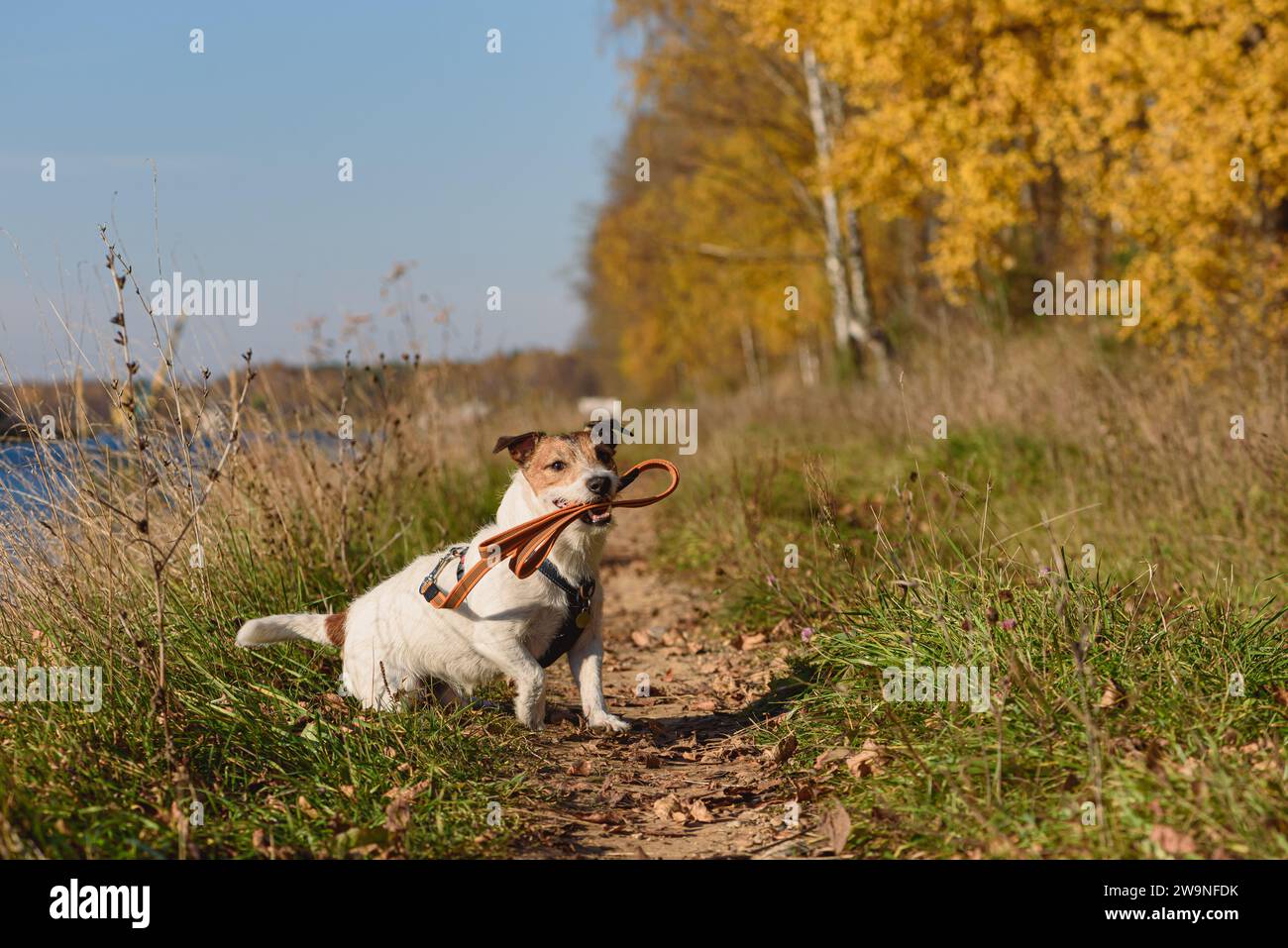 Hund draußen, der seine eigene Leine im Mund hält. Wie du deinen Hund trainierst, auf einer losen Leine zu laufen. Stockfoto