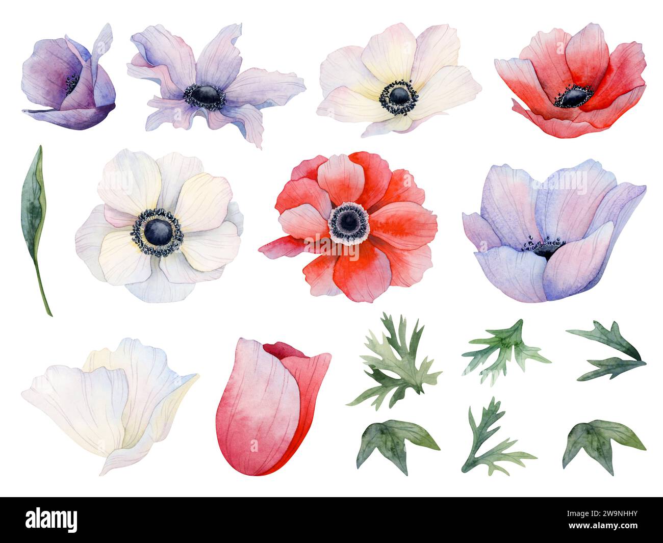 Weiße, rote und lila Anemonenblüten mit Stielen, Blättern Knospen Aquarell-Illustration Set. Wiese Wildblumenmohn Stockfoto