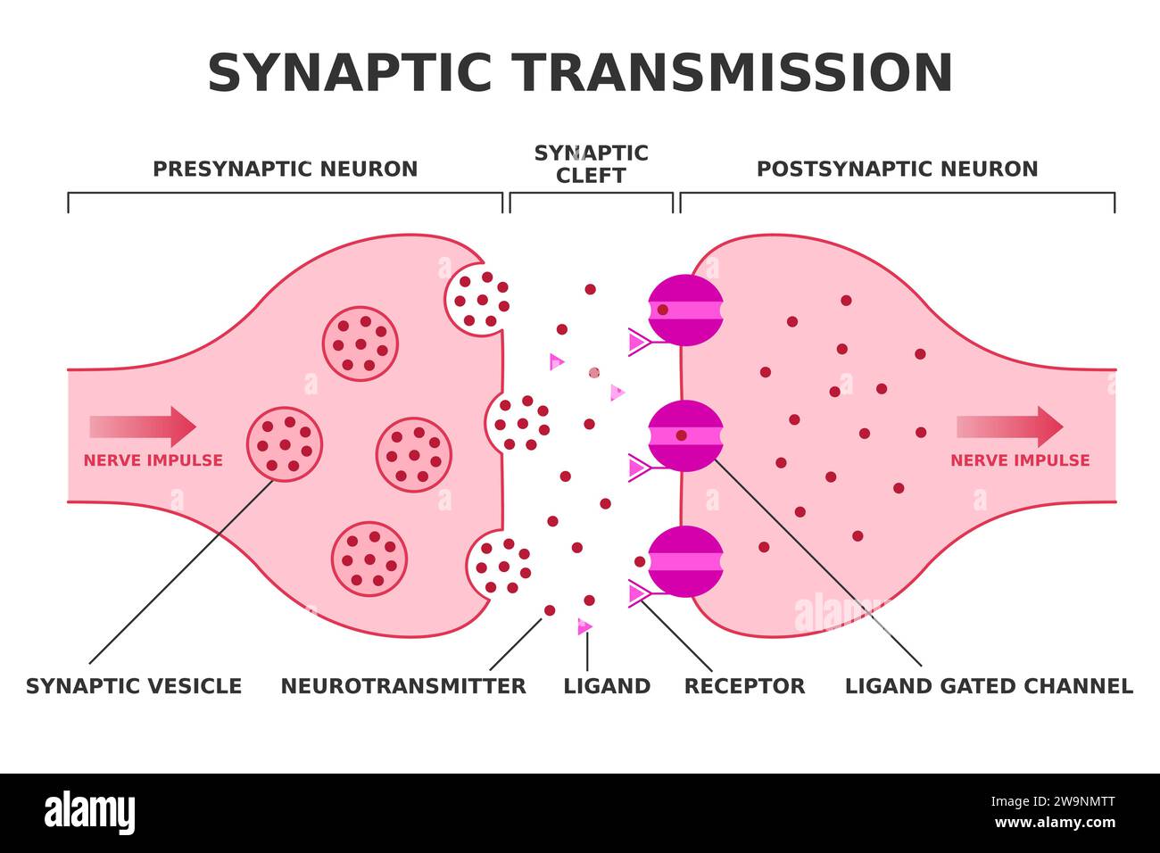 Synaptische Übertragung. Neurotransmission. Nervenimpulsübergang vom präsynaptischen Neuron zum postsynaptischen Neuron. Neurotransmitter-Freisetzung. Vektor Stock Vektor