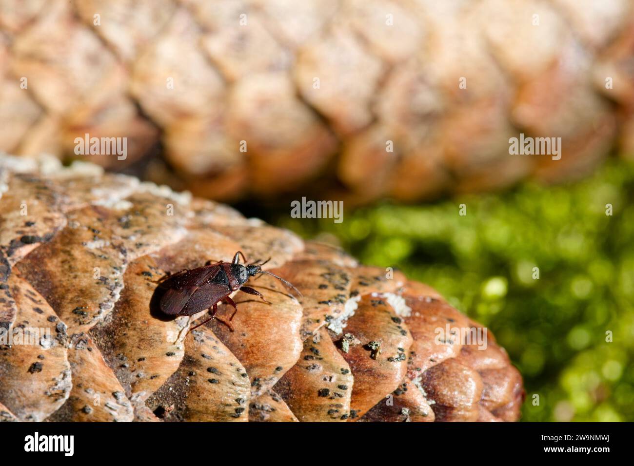 Pinienkegel (Gastrodes grossipes) Stockfoto
