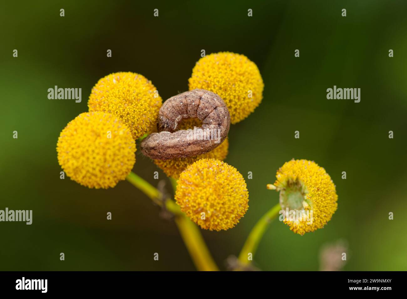 Hell glänzende braune mottenraupe (Polia bombycina) Stockfoto