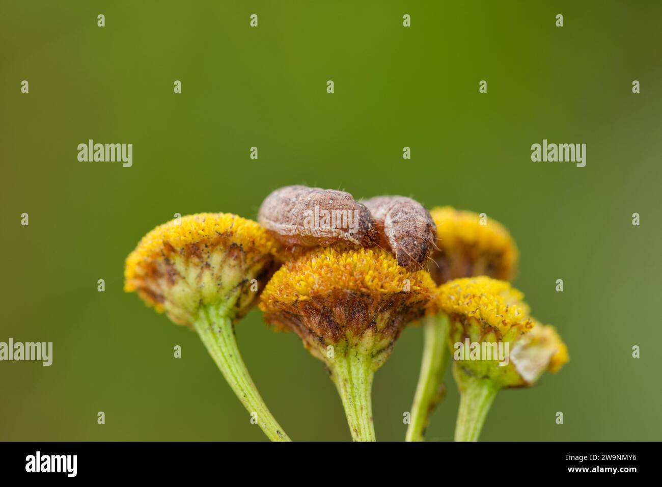 Hell glänzende braune mottenraupe (Polia bombycina) Stockfoto