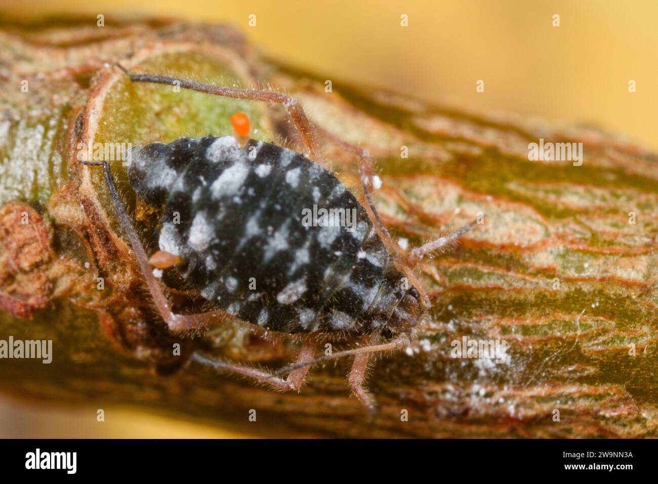 Blattläuse aus schwarzer Weidenrinde (Pterocomma salicis) Stockfoto