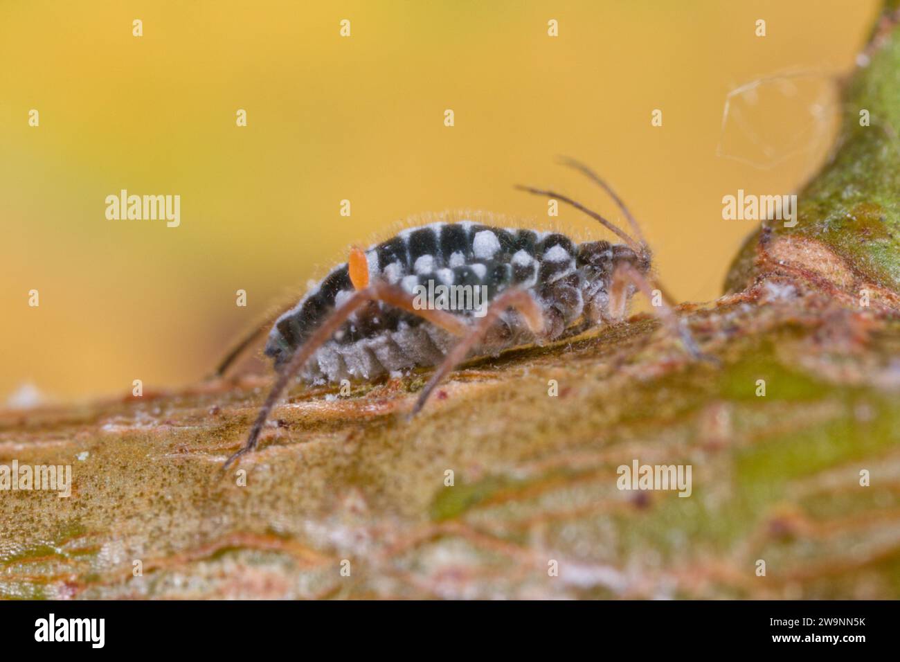 Blattläuse aus schwarzer Weidenrinde (Pterocomma salicis) Stockfoto