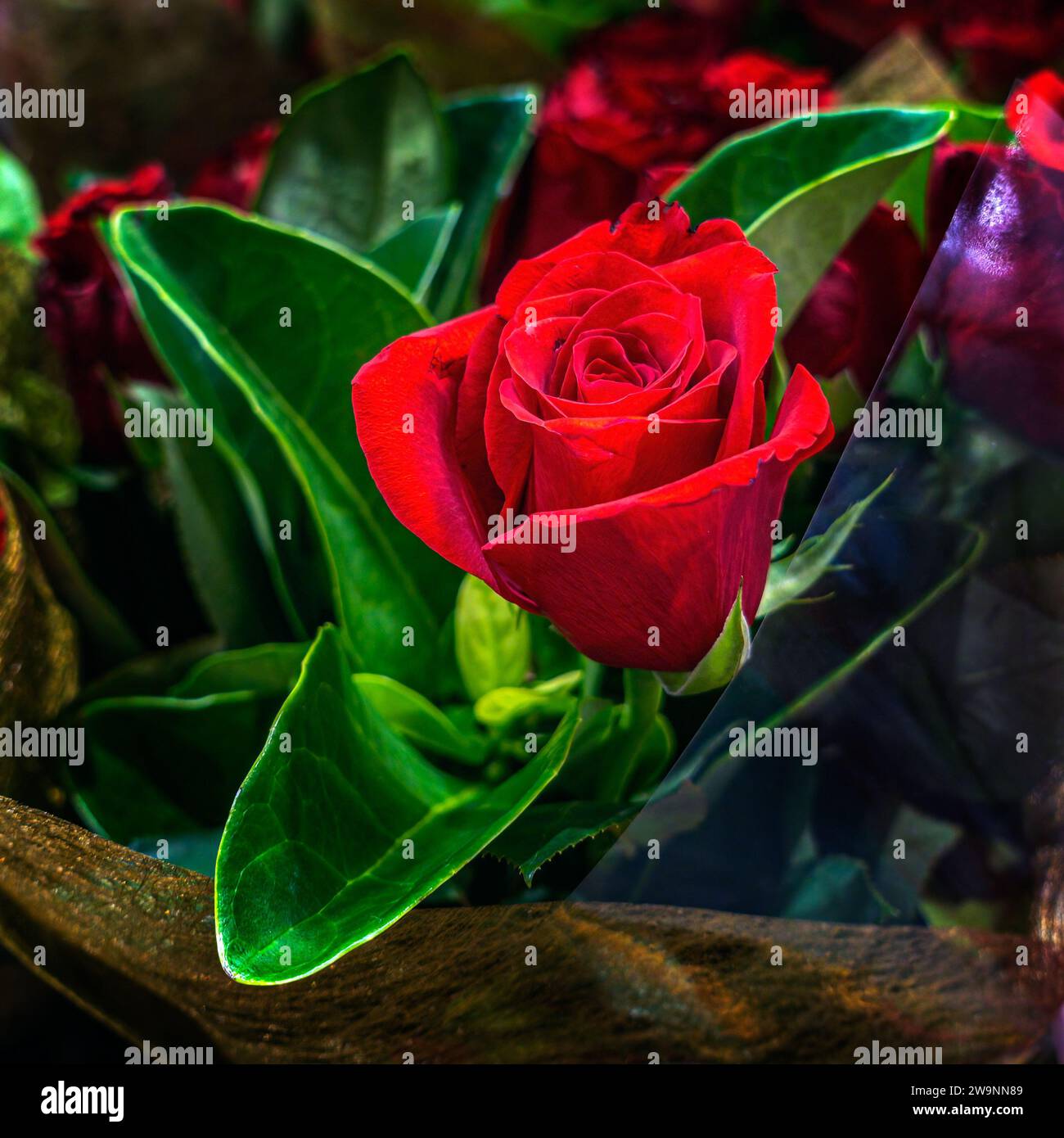 Einzelne rote Rosenknospe, umhüllt mit grünem Laub, zum Valentinstag, Muttertag, als Geburtstagsgeschenk oder als Dating-Überraschungsartikel. Stockfoto