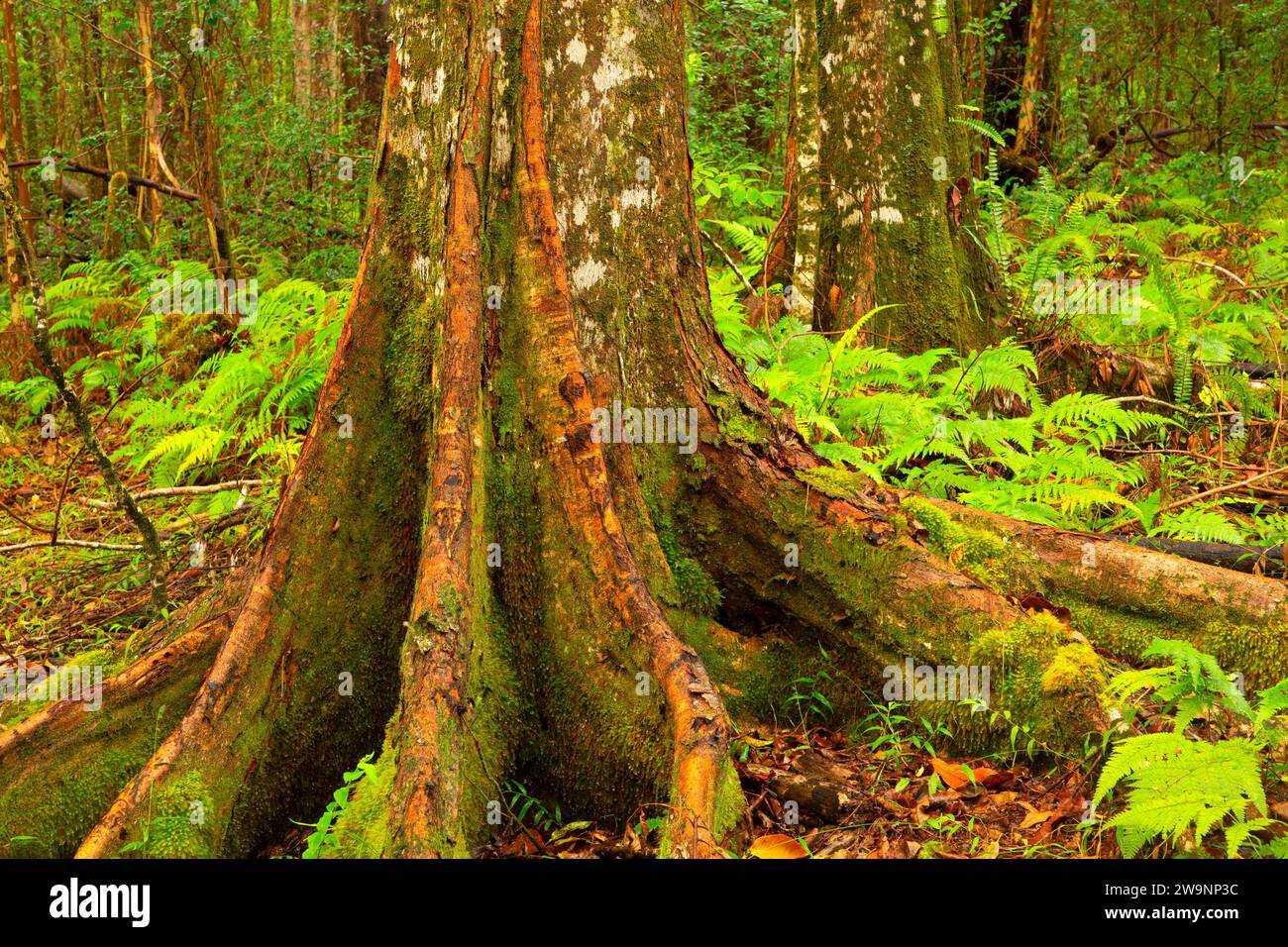 Einheimischer Wald, Kalopa Native Forest State Park, Hawaii Stockfoto