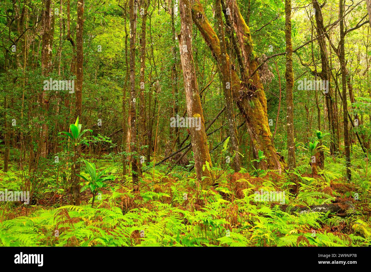 Einheimischer Wald, Kalopa Native Forest State Park, Hawaii Stockfoto