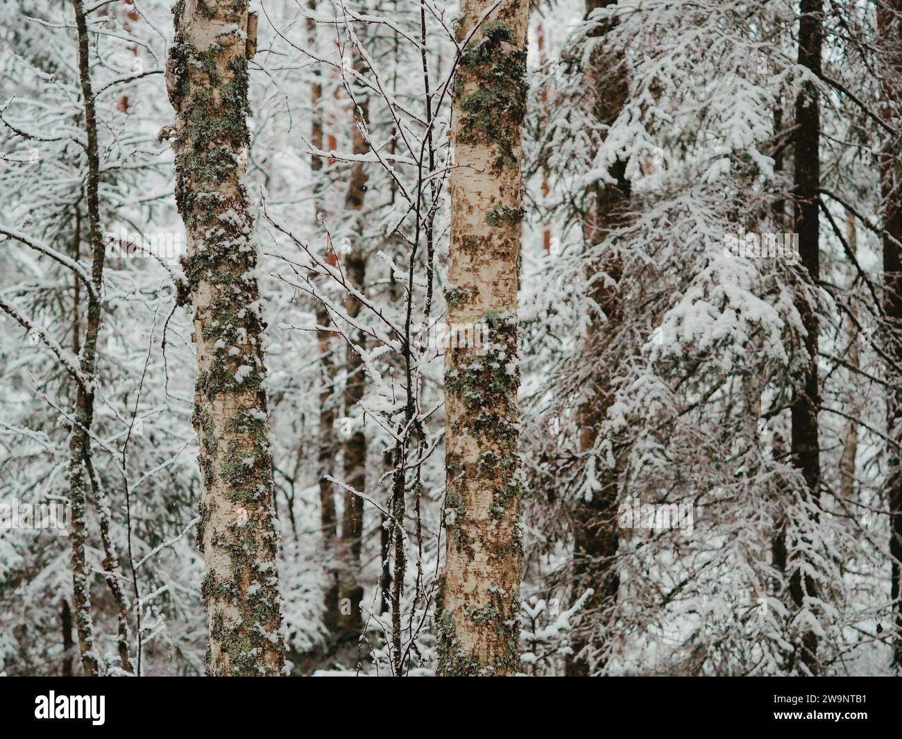 Verschneiten Wald im winter Stockfoto