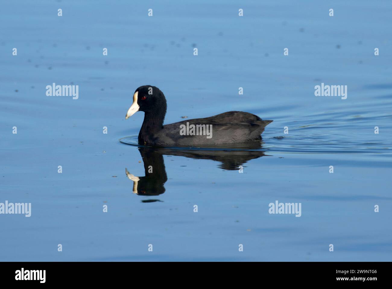 Hawaiian Coot (Fulica alai), Ala Kahakai National Historic Trail, Kaloko-Honokohau National Historical Park, Hawaii Stockfoto