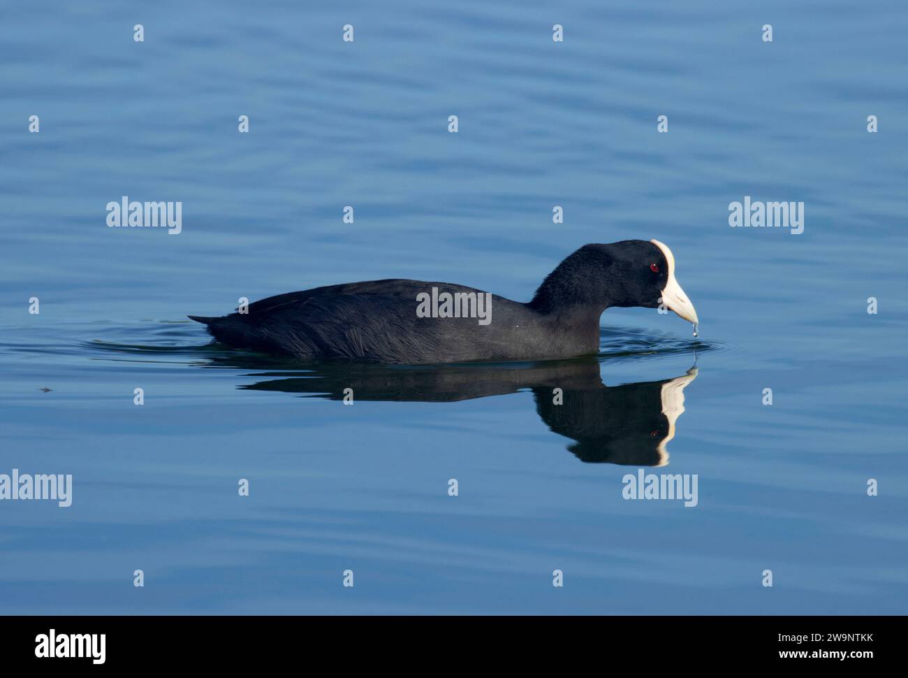 Hawaiian Coot (Fulica alai), Ala Kahakai National Historic Trail, Kaloko-Honokohau National Historical Park, Hawaii Stockfoto