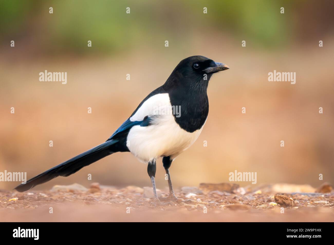 Europäische Elster - Pica pica, gemeiner schwarz-weiß-sitzender Vogel aus europäischen Gärten und Wäldern, Andalusien, Spanien. Stockfoto