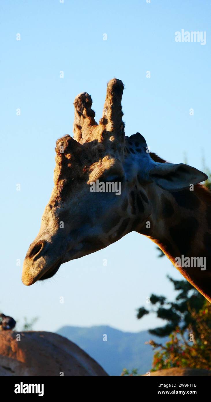 Giraffa, Savana Stockfoto