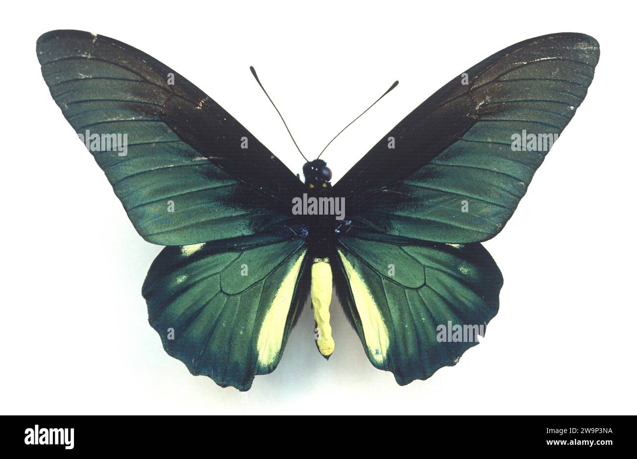 Cramer's Swallowtail (Battus lycidas) ist ein Schmetterling, der in Bolivien, Brasilien und Mexiko beheimatet ist. Dorsale Oberfläche. Stockfoto