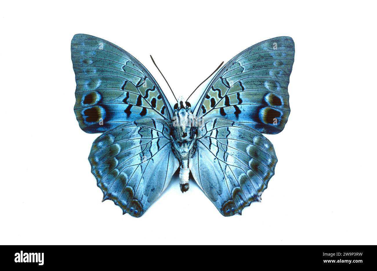 Blaufleckige Charaxes (Charaxes ameliae) ist ein Schmetterling, der in Zentralafrika beheimatet ist. Erwachsene männlich, ventrale Oberfläche. Stockfoto