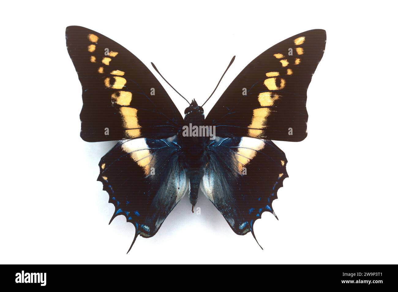 Der Riesenkaiser (Charaxes castor) ist ein Schmetterling, der im tropischen Afrika beheimatet ist. Erwachsene Männchen, dorsale Oberfläche. Stockfoto