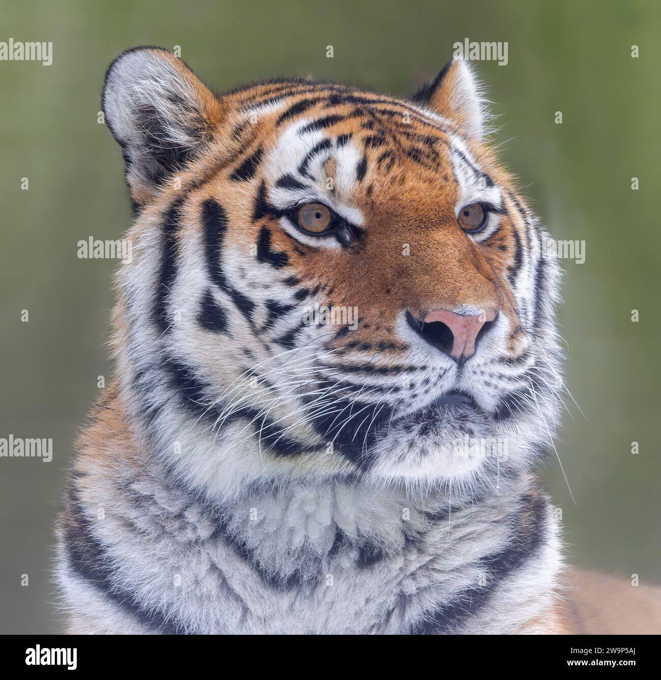 Nahaufnahme eines Sibirische Tiger (Panthera tigris altaica) Stockfoto
