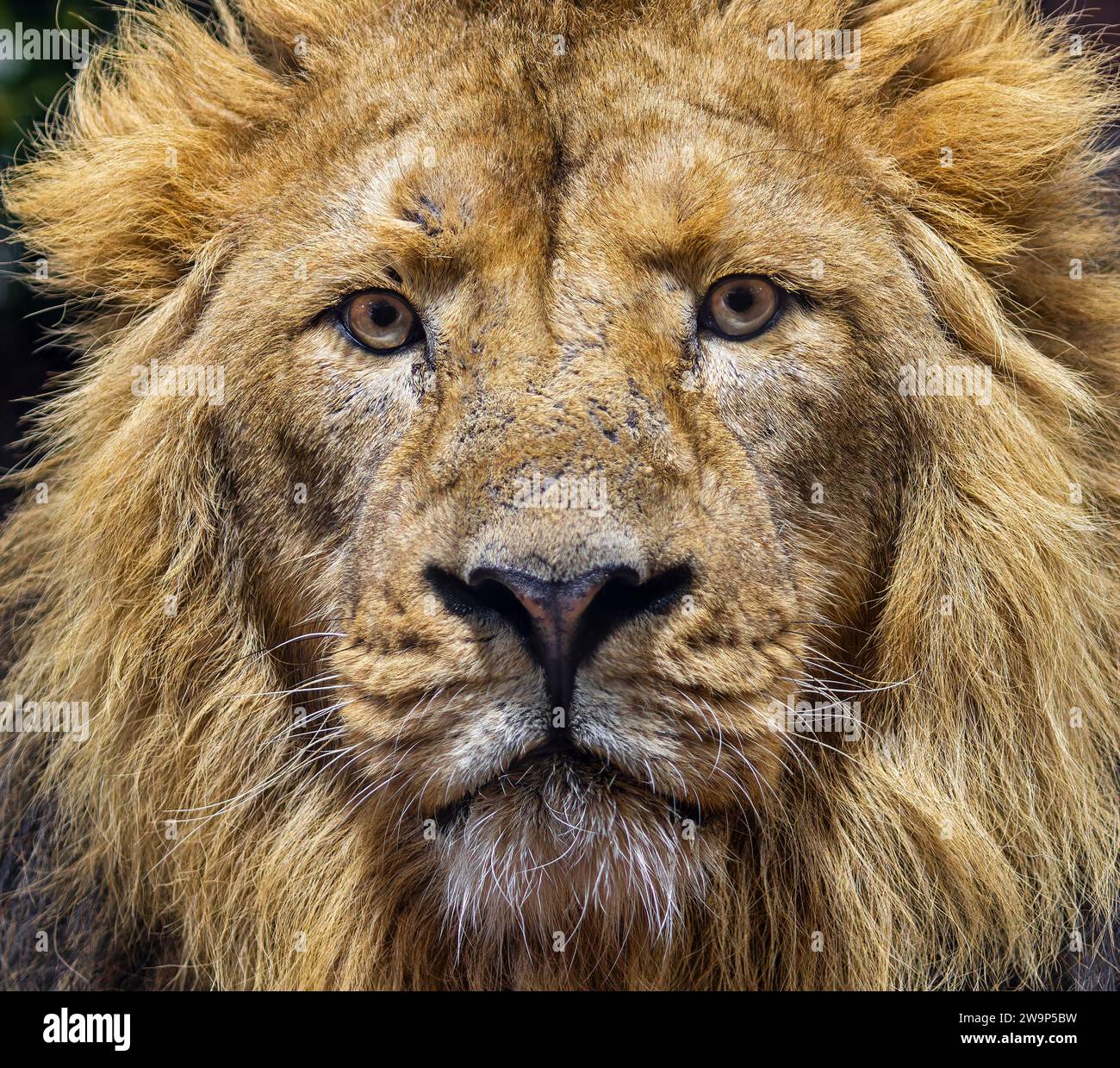 Frontale Nahaufnahme eines männlichen asiatischen Löwen (Panthera leo persica) Stockfoto