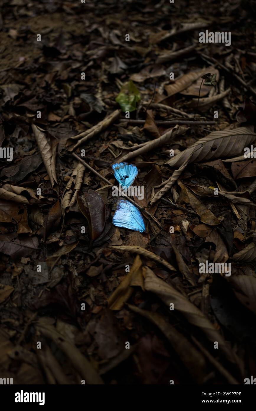 Flügel eines Morpho-Schmetterlings im Regenwald Stockfoto