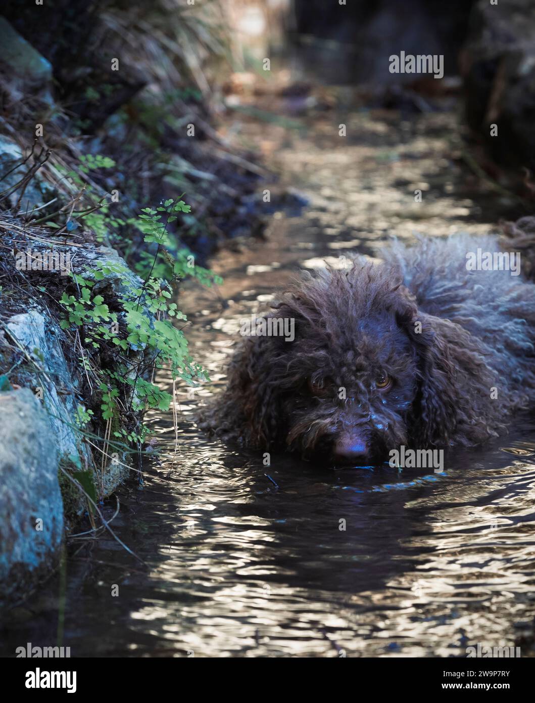 spanischer Wasserhund trinkt im Fluss Stockfoto