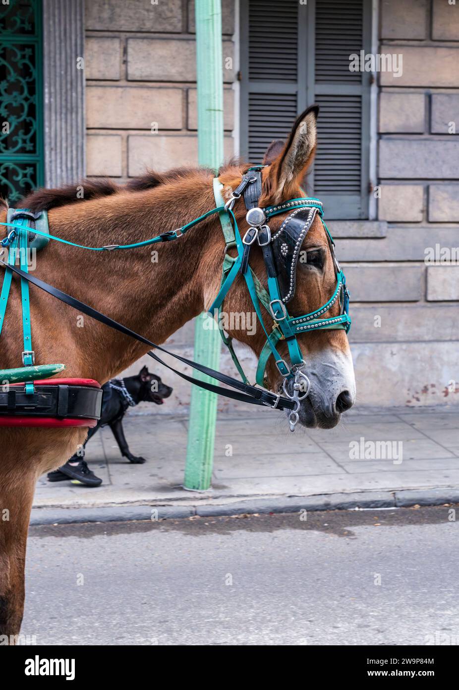 Pferdekopf-Zugwagen im French Quarter von New Orleans mit Hund auf Gehsteig oder Bürgersteig Stockfoto