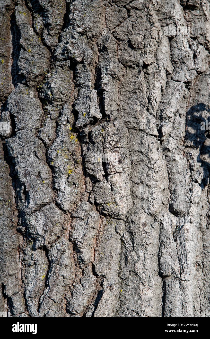 Eichenstamm. Quercus Baum Rinde aus nächster Nähe. Details. Stockfoto