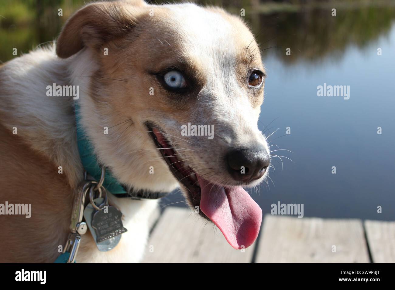 Wunderschöner Husky-Mischhund auf Holzsteg am Teich Stockfoto