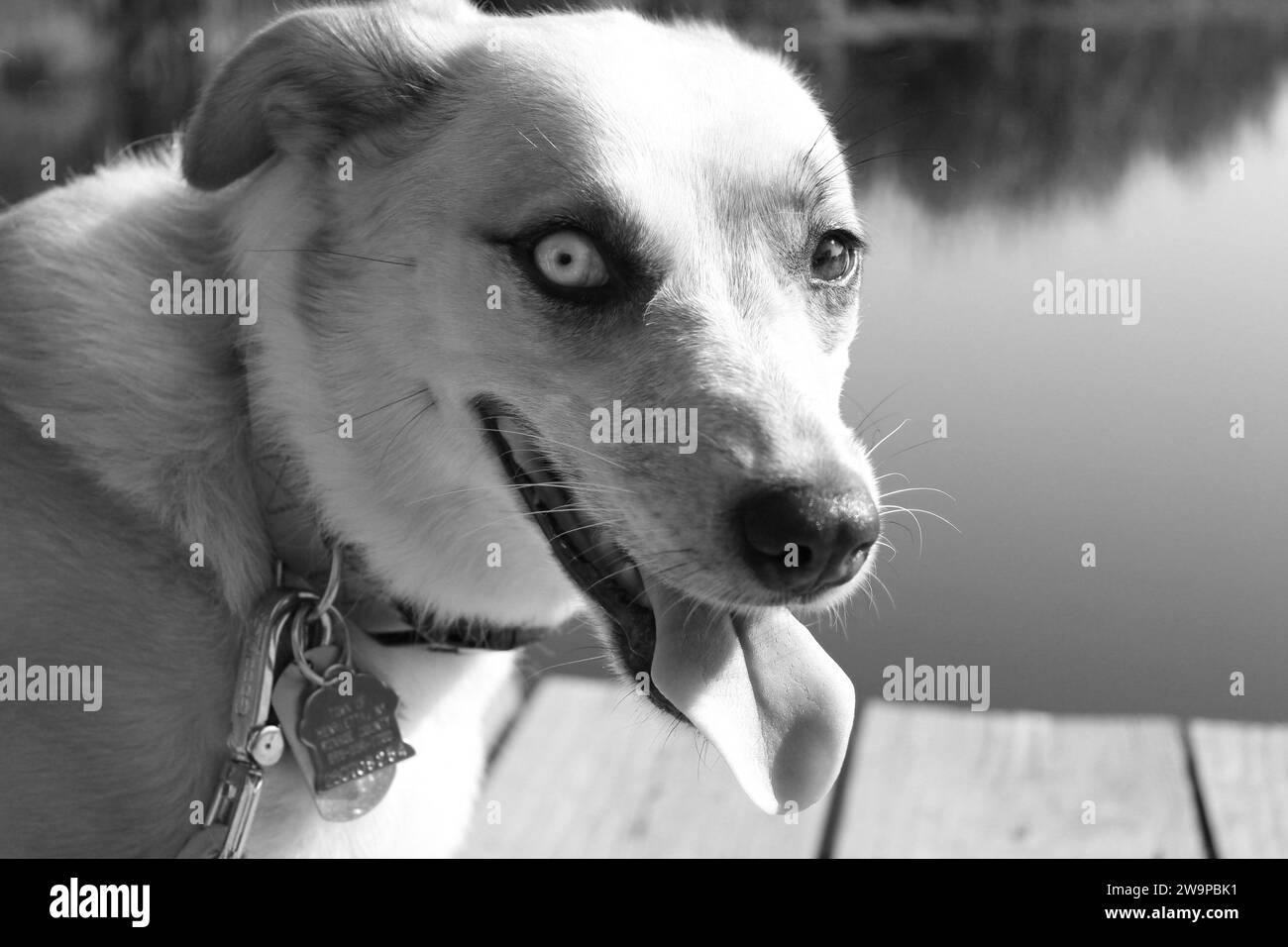 Wunderschöner Husky-Mischhund auf Holzsteg am Teich Stockfoto