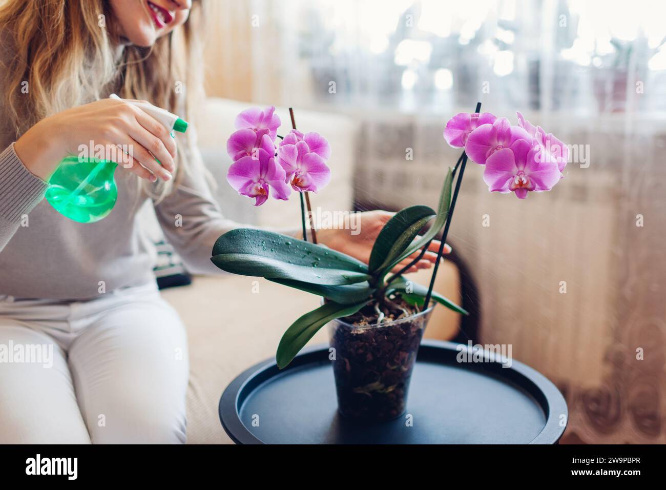 Frau sprüht blühende rosa phalaenopsis Orchidee mit Wasser im Wohnzimmer. Pflege von Hauspflanzen und Blumen. Inneneinrichtung Stockfoto