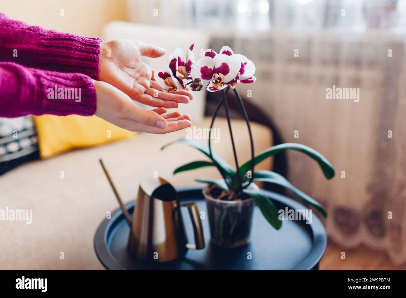 Frau bewundert blühende weiße und violette Polka Dot phalaenopsis Orchidee, die zu Hause auf dem Tisch steht. Inneneinrichtung mit Hauspflanzen. Stockfoto
