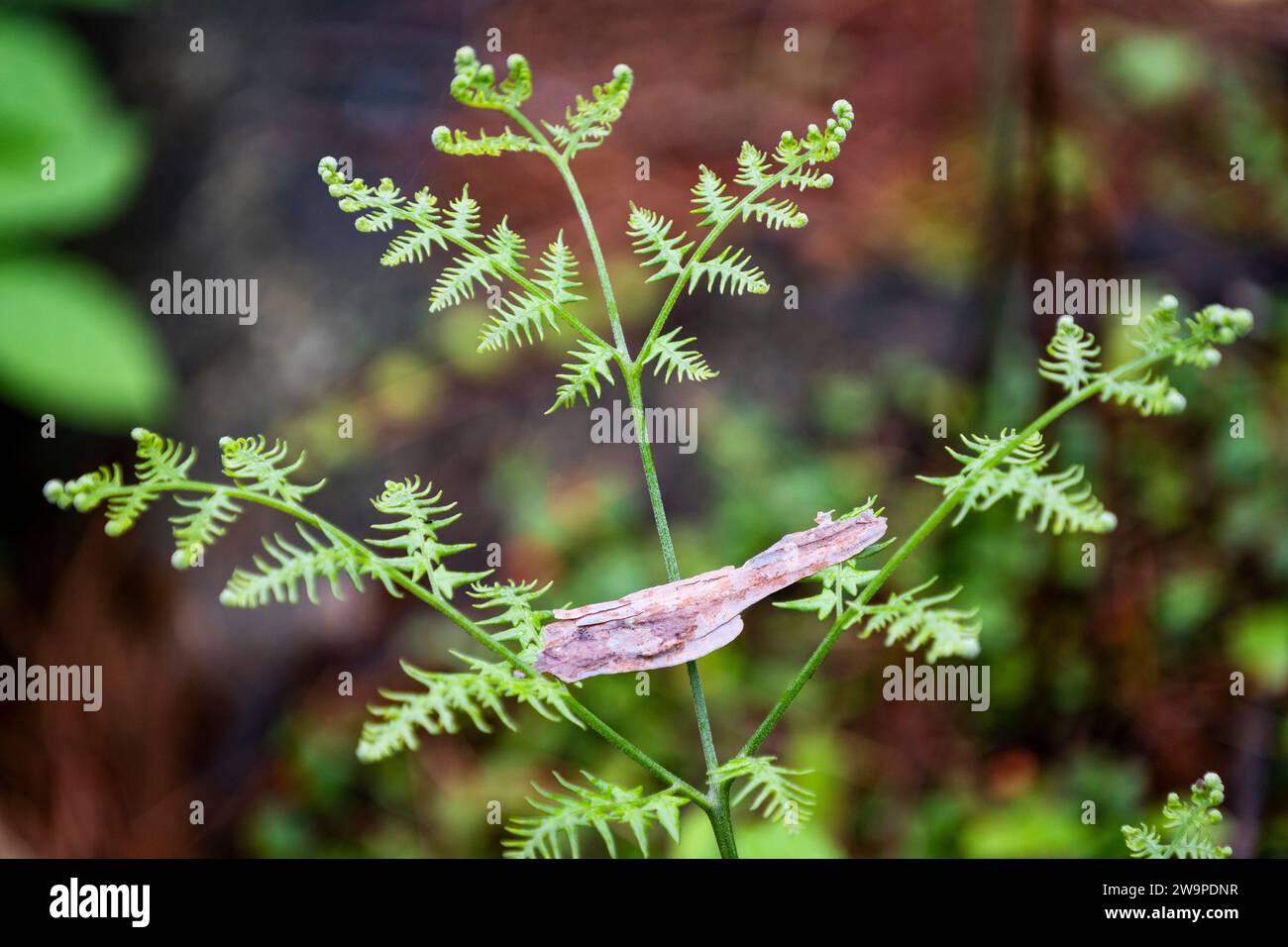 Farn im Wald. Stockfoto