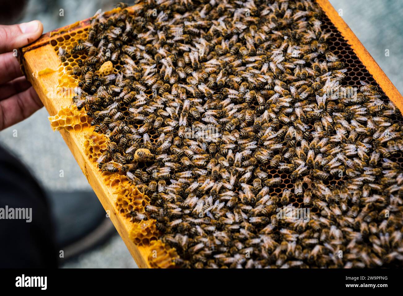 Bienen in einem knstlichen Bienenstock Stockfotografie - Alamy