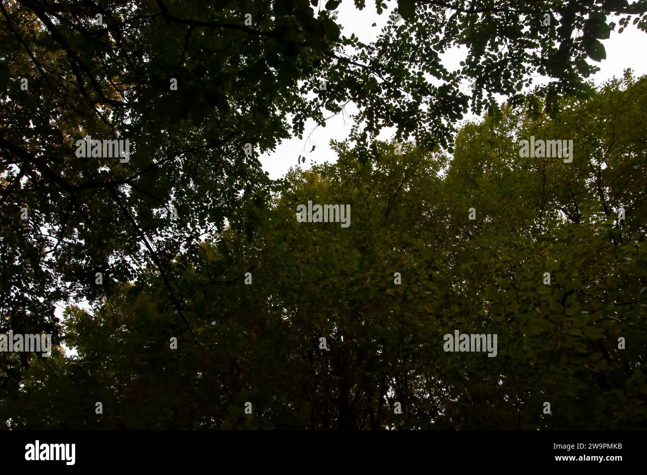 Abendlicher Hintergrund: Dichtes Laub vor einem bewölkten Himmel Stockfoto