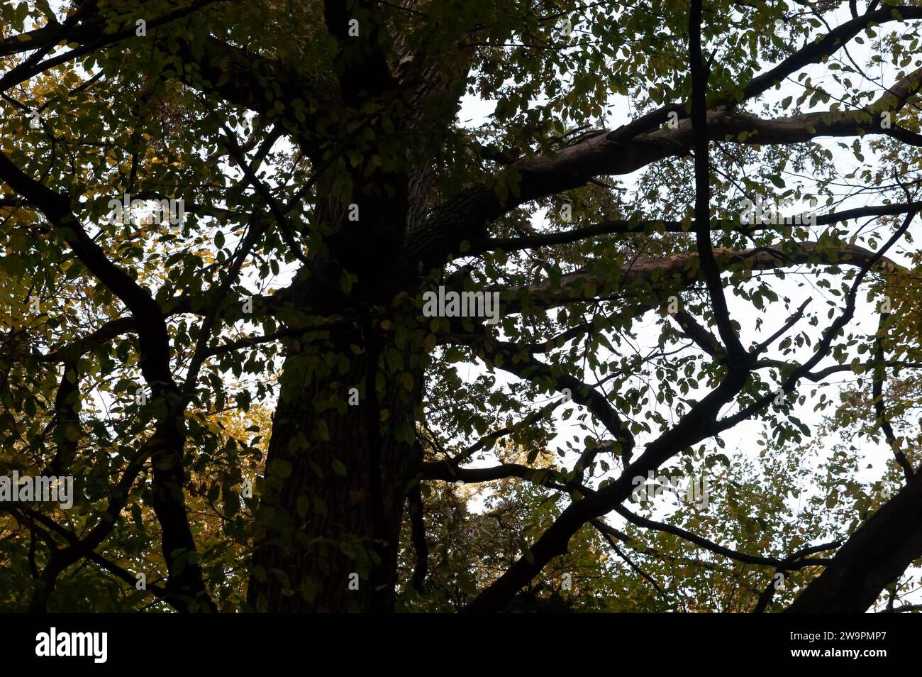 Ein großer knorriger Baum mit trockenen Ästen zwischen den grünen Bäumen. Stockfoto