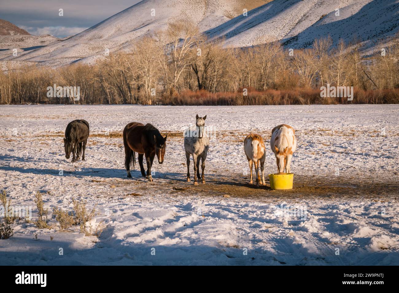 Gruppe von Pferden auf der westlichen Ranch, die auf einem Feld mit Schnee und dramatischen Bergen im Hintergrund essen. Stockfoto