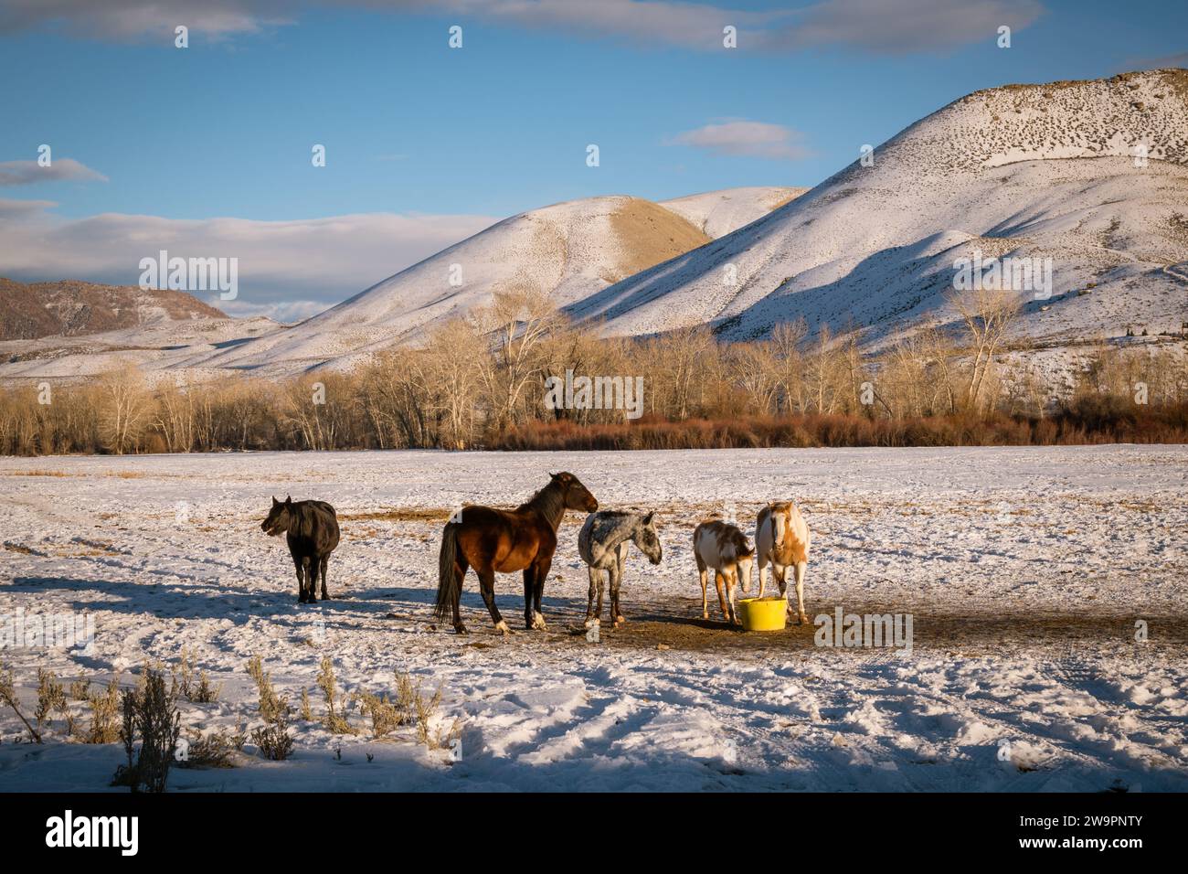 Gruppe von Pferden auf der westlichen Ranch, die auf einem Feld mit Schnee und dramatischen Bergen im Hintergrund essen. Stockfoto