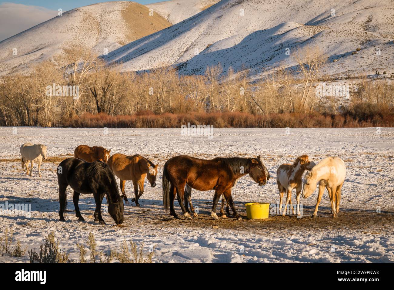 Gruppe von Pferden auf der westlichen Ranch, die auf einem Feld mit Schnee und dramatischen Bergen im Hintergrund essen. Stockfoto