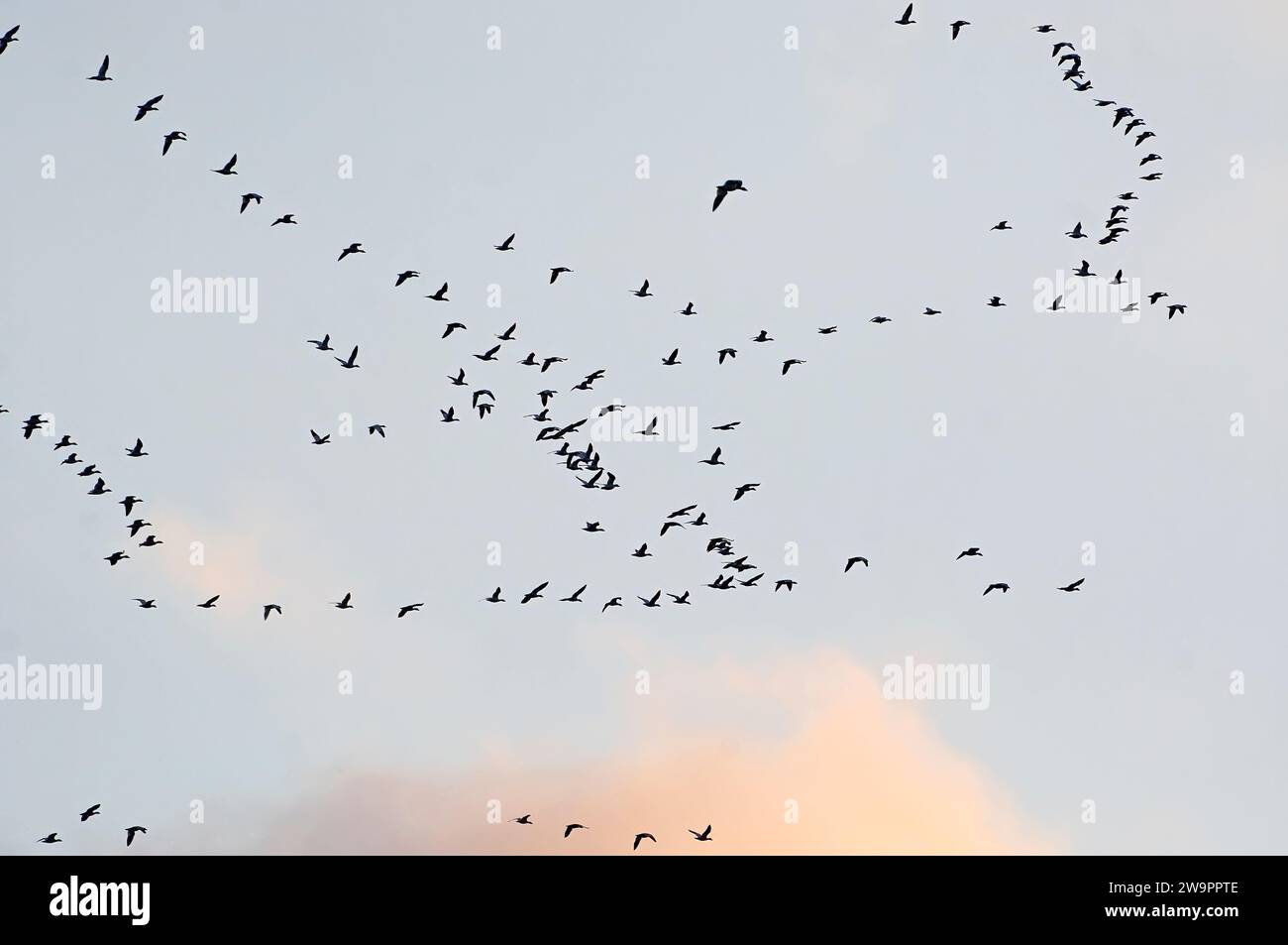 Schnee-Gänse-Flugkins Stockfoto