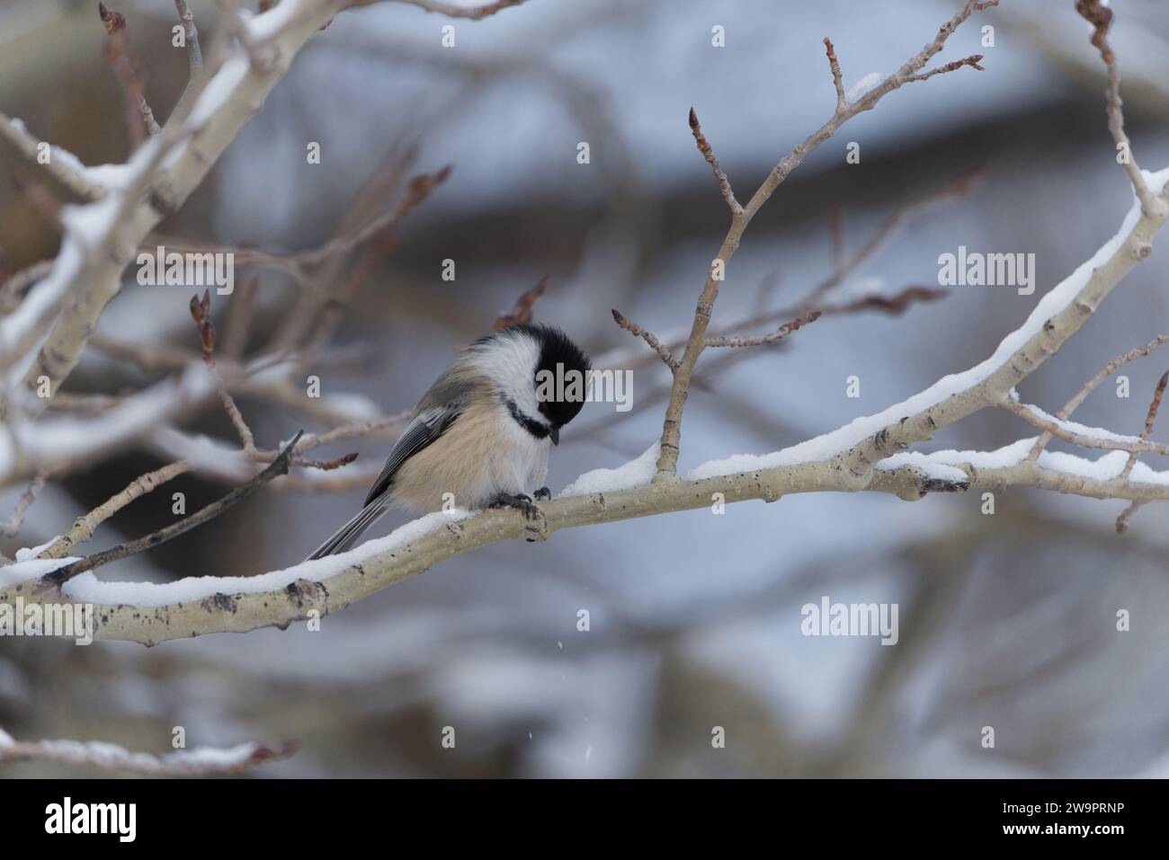 Schwarze Chickadee an einem warmen Wintertag in Kanada Stockfoto