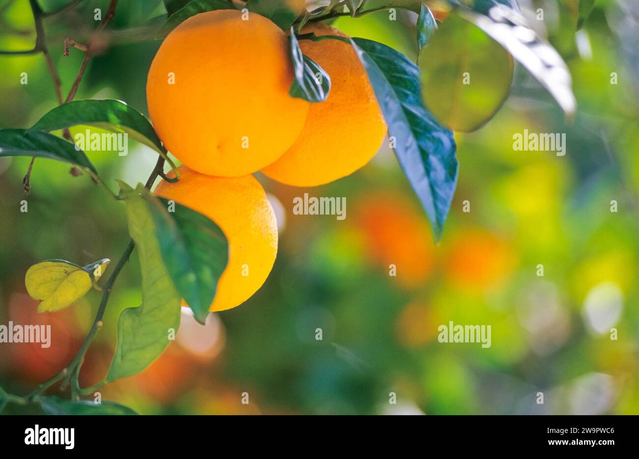 Nahaufnahme von drei Reifen Orangen auf einem Baum, Orangenbaum (Citrus x sinensis L.) mit grünen Blättern, verschwommenem Hintergrund, Soller Valley, Biniaraix Stockfoto