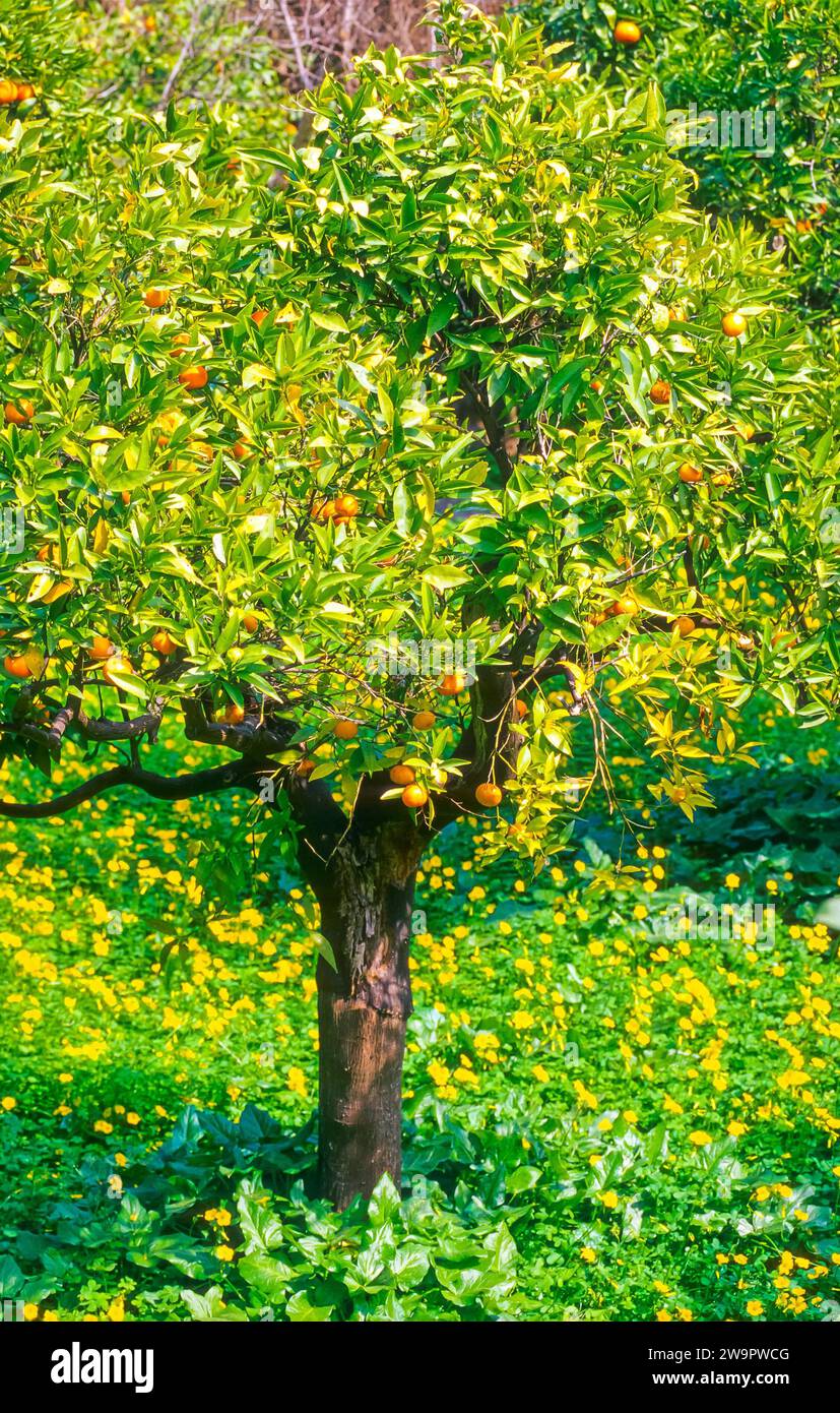 Orangenbaum (Citrus x sinensis L.) mit Reifen Orangen, Zitrusbaum im Garten, Plantage mit blühenden gelben Blüten, Tal Soller, Biniaraix Stockfoto