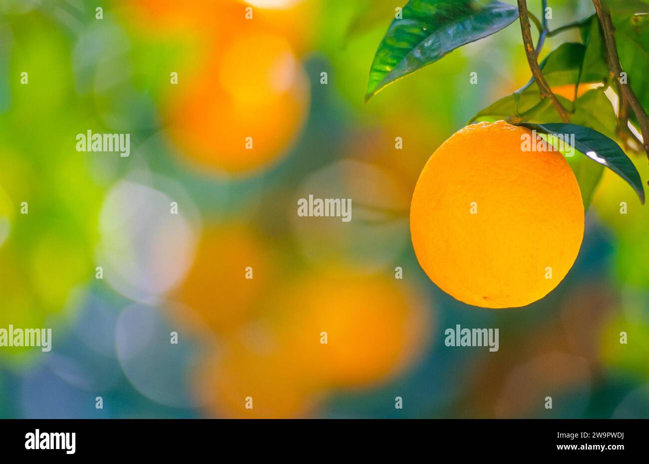 Nahaufnahme einer Reifen Orange auf einem Baum, Orangenbaum (Citrus x sinensis L.) mit grünen Blättern, verschwommenem Hintergrund, Soller Valley, Biniaraix, Mallorca Stockfoto