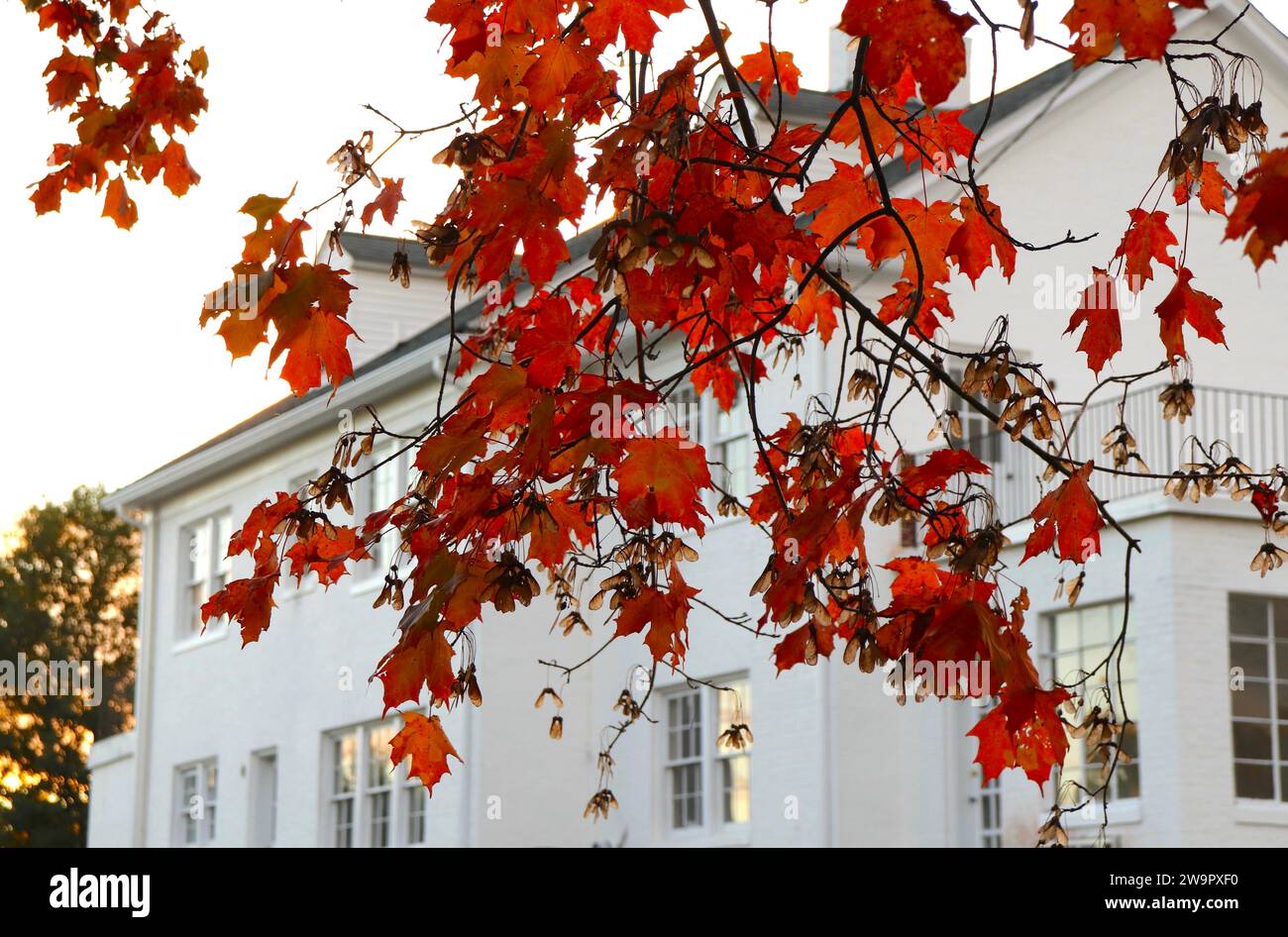 Das Laub Des Roten Ahornblattes Vor Dem Weißen Herrenhaus Stockfoto