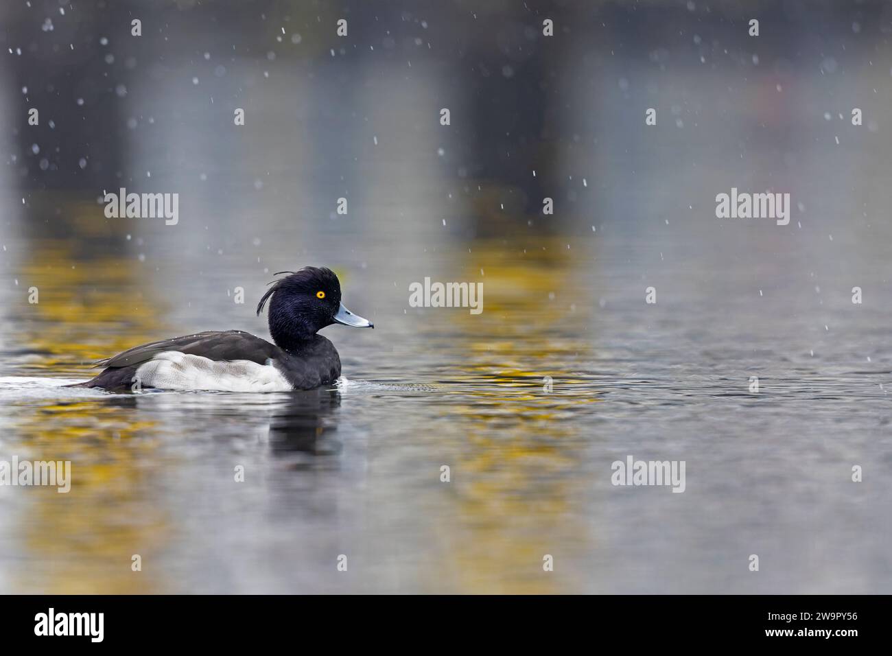 Getuftete Ente (Aythya fuligula), die in einem See mit Schnee schwimmt. Stockfoto