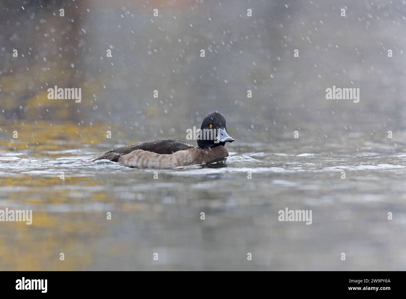 Getuftete Ente (Aythya fuligula), die in einem See mit Schnee schwimmt. Stockfoto