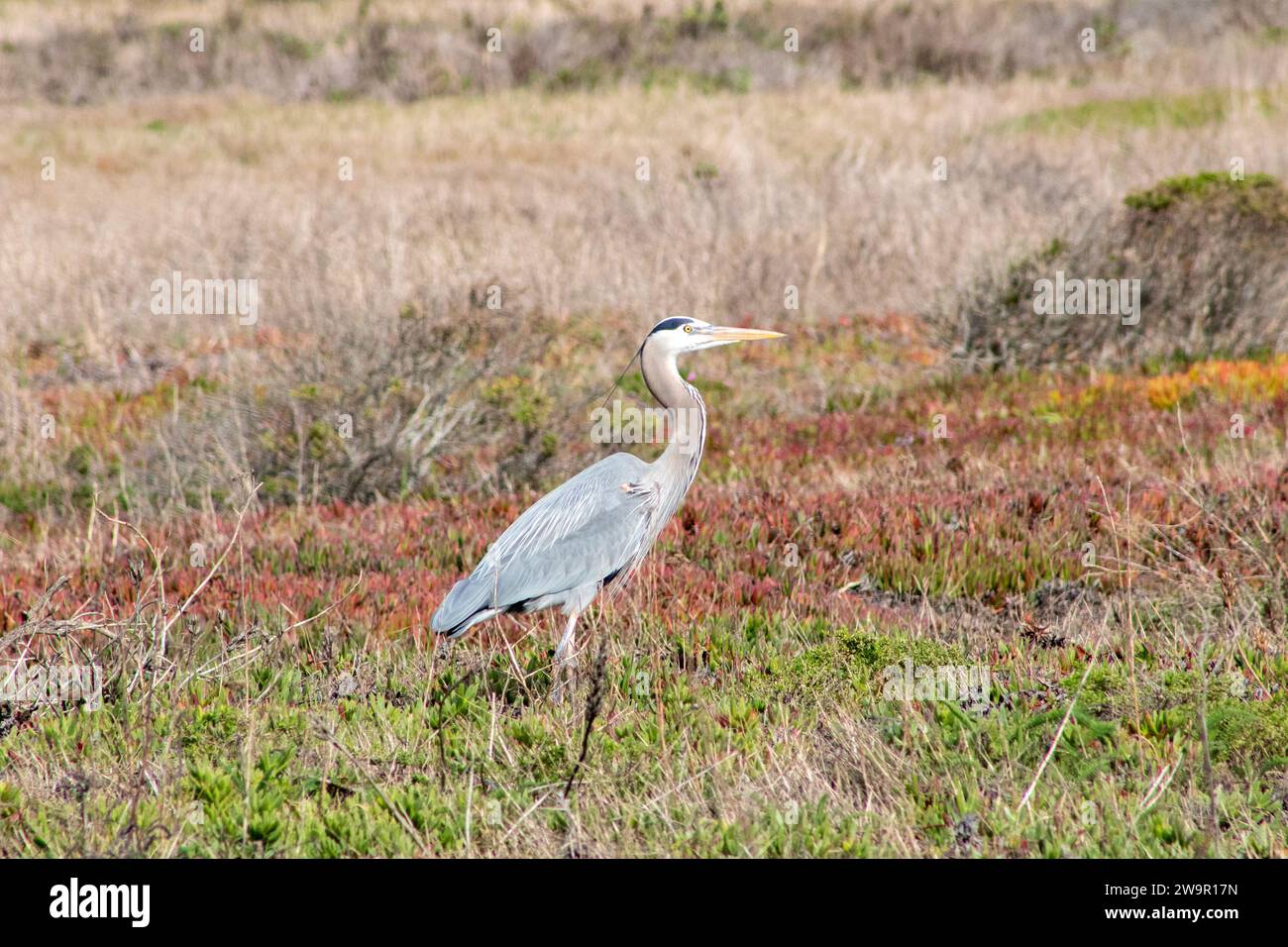 California Wild Birds Stockfoto