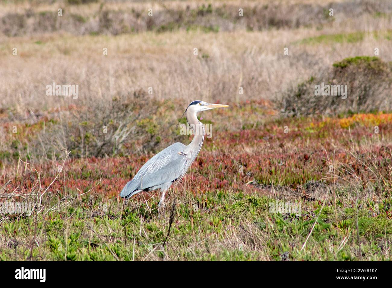 California Wild Birds Stockfoto