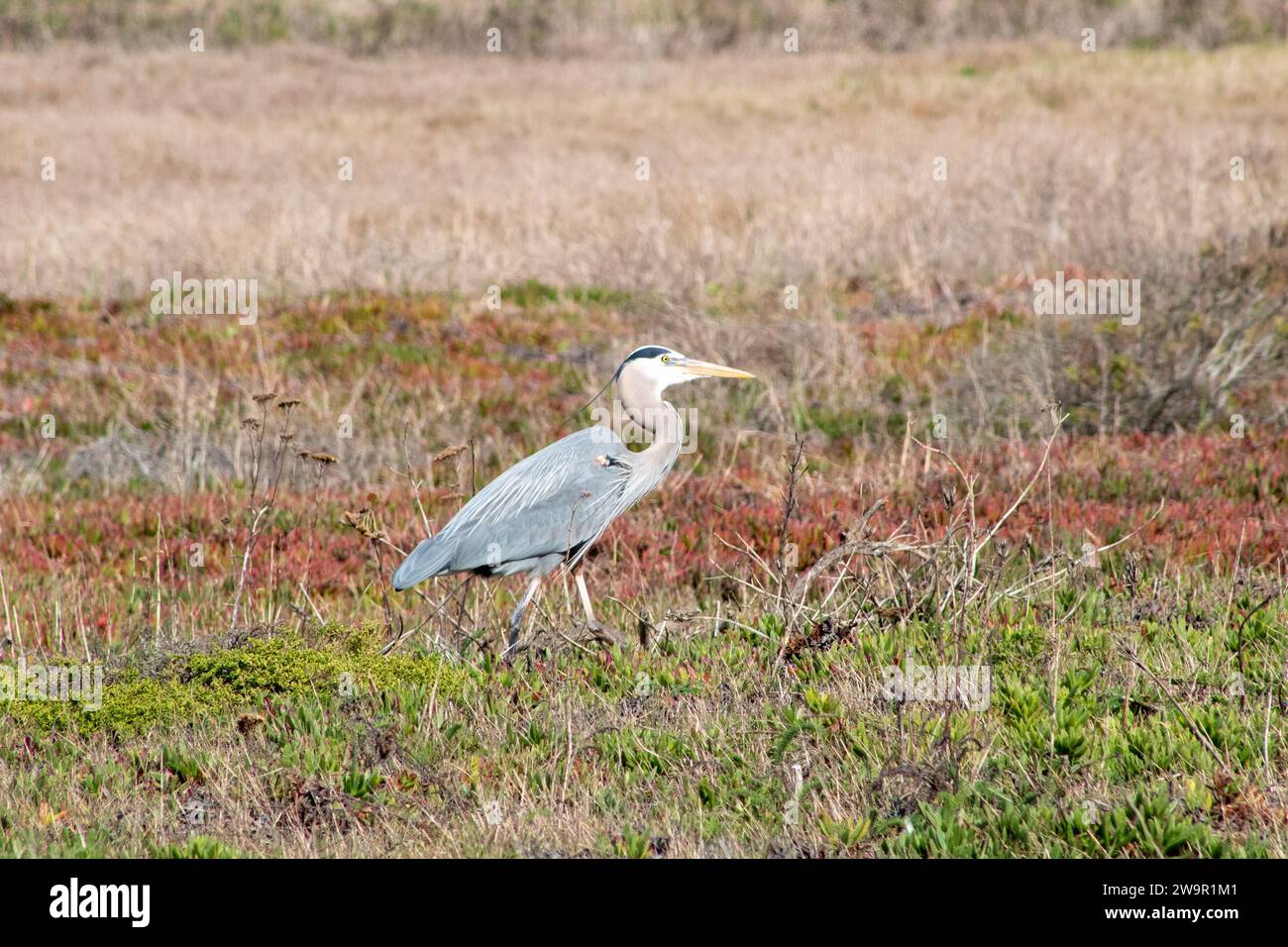 California Wild Birds Stockfoto