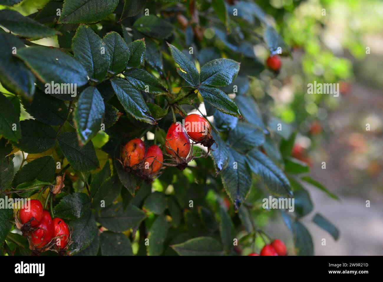 Rose Hüften auf einem Busch an einem Herbsttag, selektiver Fokus. Stockfoto