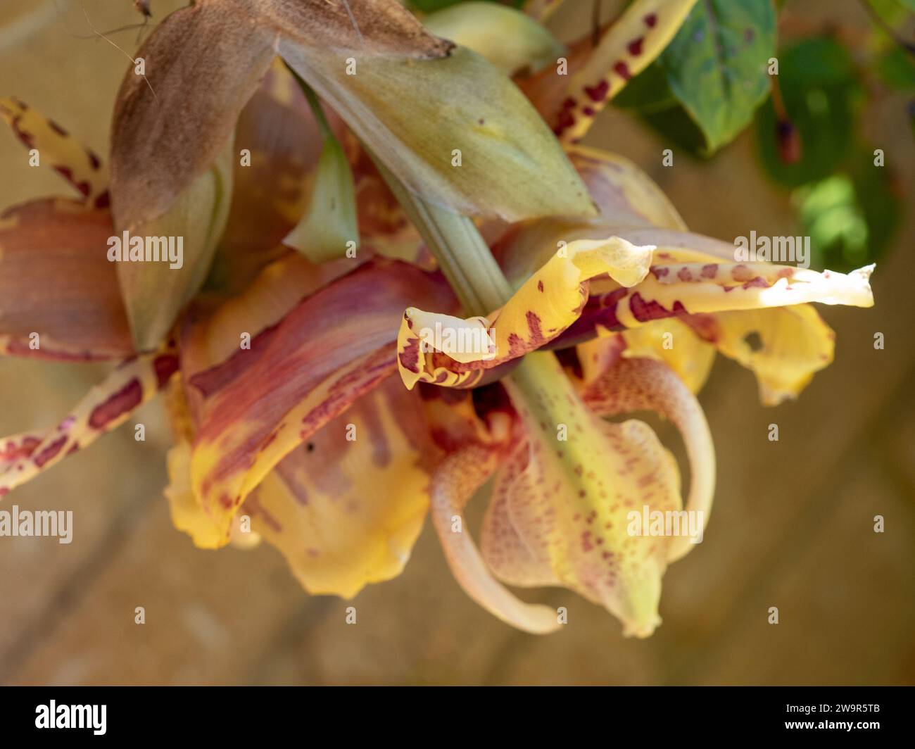 Kopfüber (Stanhopea) Orchideenblumen blühen unter dem Boden ihres Hängekorbs, wachsgelb mit roten Mustern, Sommer, Australien Stockfoto